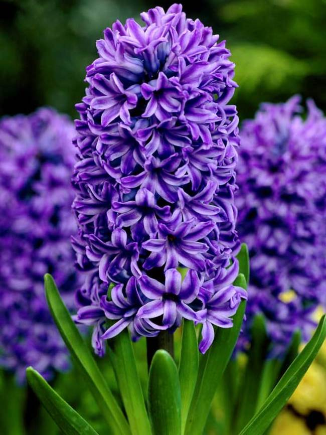 Hyacinthus orientalis 'Atlantic'